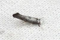 Paraswammerdamia albicapitella