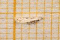 Bucculatrix regaella