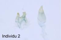 Oxypteryx plumbella
