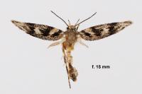 Sattleria angustispina