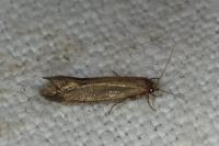 Opogona omoscopa