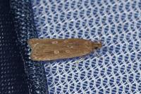 Helcystogramma triannulella