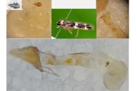 Apatema proteroclina