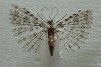 Alucita cancellata