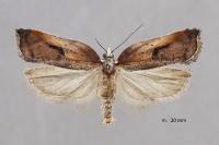 Acleris cristana