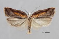 Acleris cristana