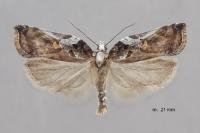 Acleris cristana