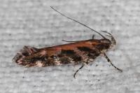 Aristotelia