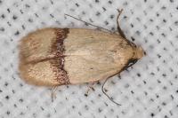 Odites kollarella