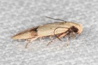 Odites kollarella