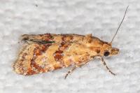 Aethes williana/margarotana