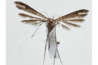 Stenoptilia bipunctidactyla
