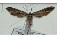 Agdistis heydenii