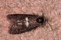 Penestoglossa gallica