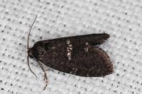 Penestoglossa gallica