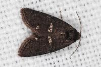 Penestoglossa gallica
