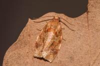 Archips xylosteana