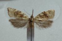 Aleimma loeflingiana