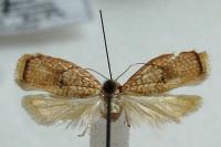 Acleris forsskaleana