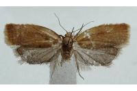 Clepsis consimilana