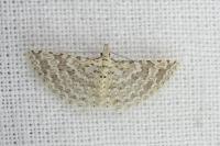 Alucita cancellata