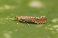 Phyllonorycter messaniella
