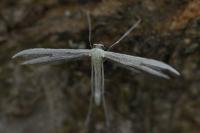 Adaina microdactyla