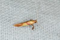 Caloptilia robustella