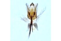 Ocnerostoma friesei