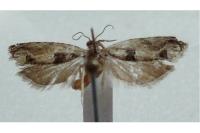 Crocidosema plebejana