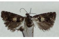 Epiblema graphana