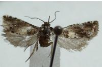 Epiblema graphana
