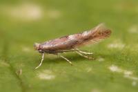 Phyllonorycter triflorella