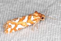 Aneuxanthis locupletana