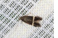 Aproaerema cinctella
