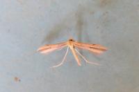 Hellinsia coniodactyla