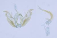 Stenoptilia bipunctidactyla