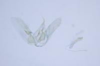 Hellinsia coniodactyla