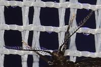 Bacotia claustrella