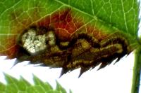 Stigmella anomalella