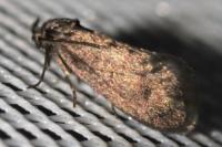 Bacotia claustrella