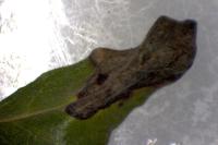Phyllonorycter quinqueguttella