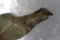 Phyllonorycter quinqueguttella