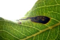 Stigmella