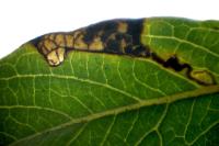 Stigmella