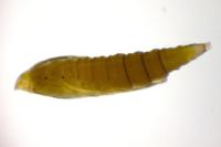 Phyllonorycter quinqueguttella