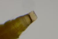 Phyllonorycter quinqueguttella