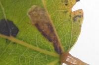 Ectoedemia argyropeza