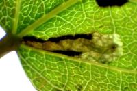 Ectoedemia argyropeza