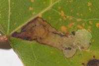Ectoedemia argyropeza